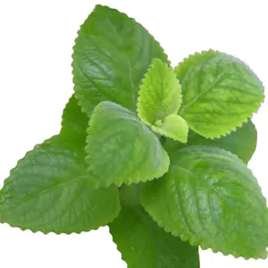 Cuban Oregano Plant Mexican Mint 5 to 7 Inches