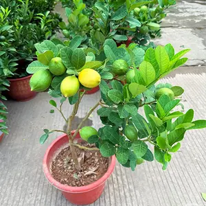 Potted dwarf lemon tree seedlings, living plants with roots, balcony garden fruit tree seedlings