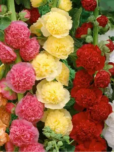 200 pcs  Hollyhock Flower Seeds - Home Garden Flower Perennial