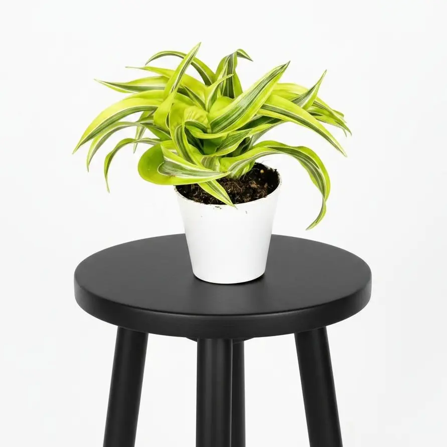 4" Dracaena Lemon Surprise, Beginner Friendly Live Houseplant, Indoor Plant