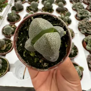 Split Rocks Pleiospilos plant 2 in pot