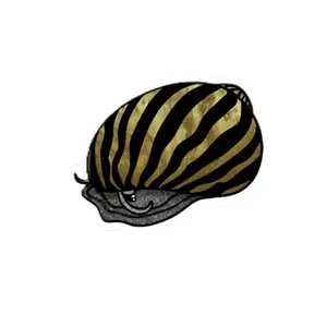 Vinyl Scholarly Exotics Zebra Nerite Snail Sticker