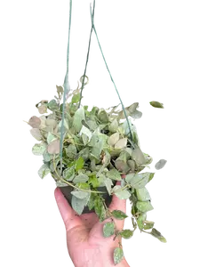 Hoya Krohiana 'Eskimo'