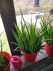 Fresh Aloe Vera Plant Set – Bare Rooted 6 Healthy Plants 6"-12" Leaves for Indoor Outdoor Cultivation Healing Skincare Properties