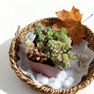 4 Inch Sedum Dasyphyllum Corsican Stonecrop Live Succulent Ground Cover Blue Green Purplish Tint Fast Spreading Hardy Full Sun Rock Garden