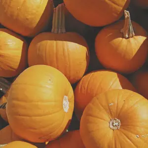 Heirloom Small Sugar Pumpkin Seeds - Organic and Regenerative Gardening Seeds