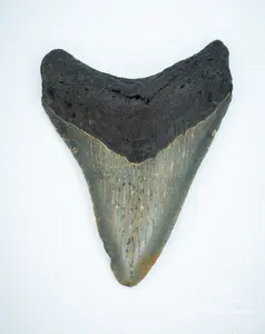 Megalodon Fossil Shark Tooth Authentic