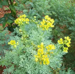 Rue 150 Seeds (Ruta Graveolens) Heirloom - Non GMO - Open Pollinated