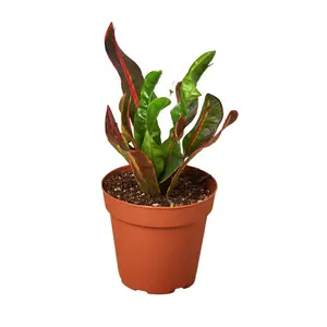 House Plant 4-CROTON-MAMMY Mammy Croton Plant in 4 in. Pot