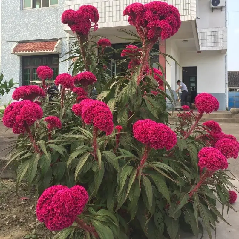 200+ Heirloom Cockscomb Celosia Flower Seeds - Large, Diverse Colors, Perfect for Diy Home Gardens and Decorative Floor Coverings