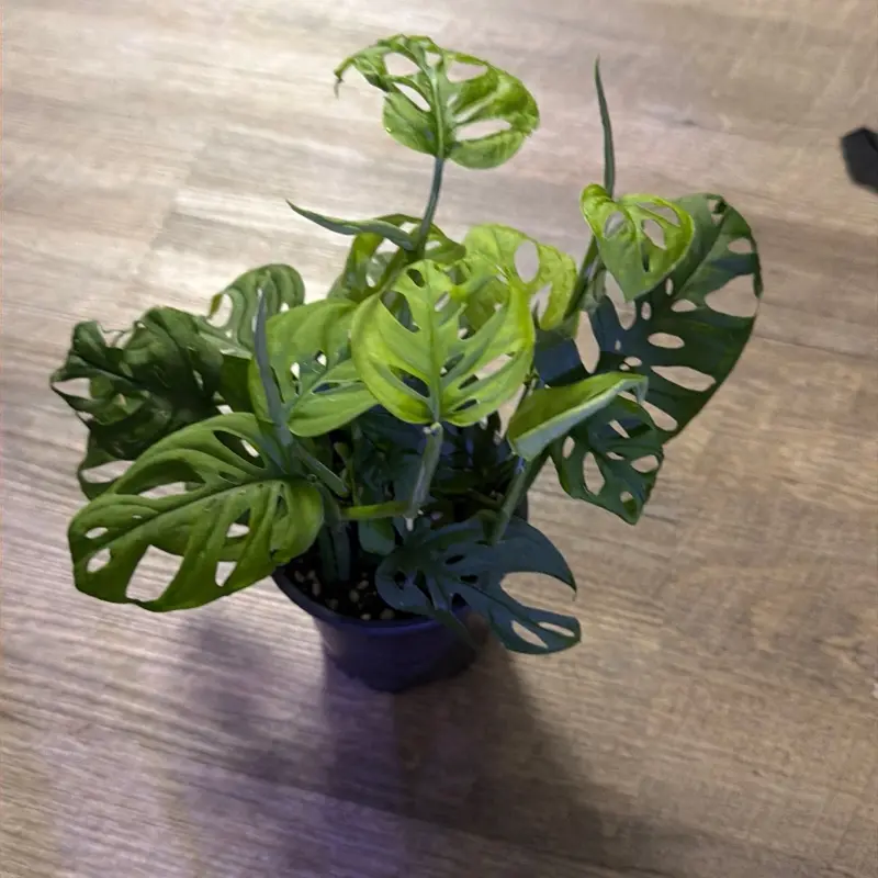 Monstera adansonii