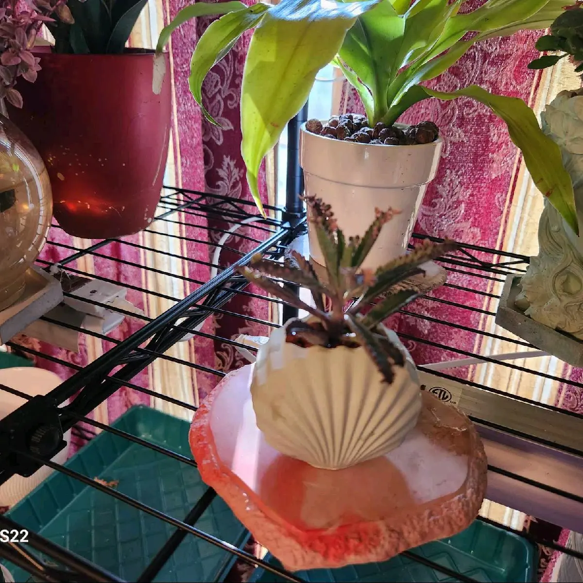 Concrete Seashell succulent Planter
