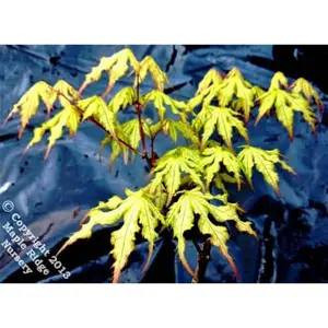Acer palmatum 'Ghost Dancer' Reticulated Japanese Maple