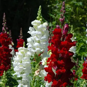 5000pcs Snapdragon Mix Seeds – Non-GMO Annual Flowers with Bright, Colorful Blooms – Easy to Grow, Fast Germinating & Long-Lasting – Perfect for Outdoor Gardens, Pots & Borders, Adds Vibrant Color and Attracts Bees & Butterflies