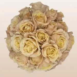 Sahara Sensation Sandy Spray Roses 12 Bunches 10 Stems 40cm 3-4 Blooms Fresh imported from Ecuador Per Stem for DIY Weddings & Home Floristry