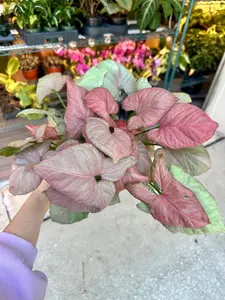 Syngonium orm nak - 6" pot