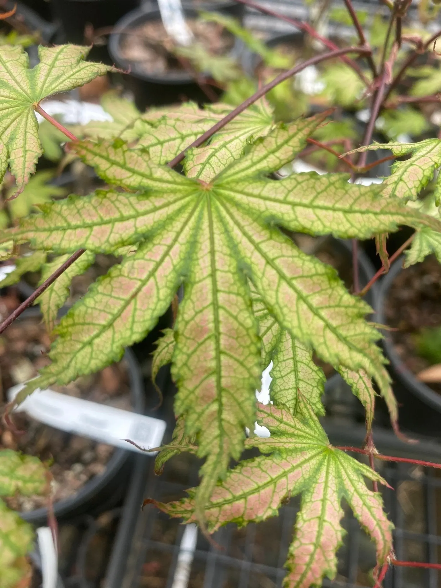 Acer palmatum 'Firefly' Reticulated Japanese Maple