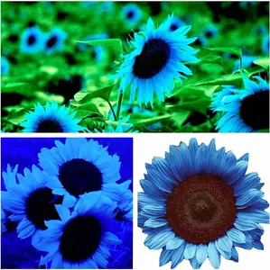 50 Rare Midnight Oil Blue Sunflower Seeds | Unique Hybrid for a Striking Garden Display