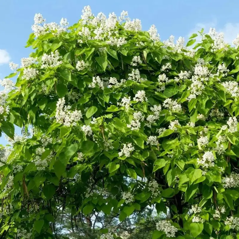 Cultivating Catalpa Tree seeds 4 pack x 70 Seeds Cigar Tree Seeds for Planting Tree Flowers