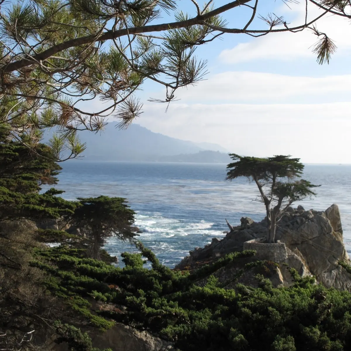 Cypress Sea - Candle Fragrance Oil
