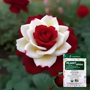 200/400 Pcs Rare Red & White Two-Tone Rose Seeds for Planting - Charming Garden Flowers - Non-GMO, Heirloom Variety - Includes Growing Instructions, Easy to Grow - Perfect Gardening Gifts