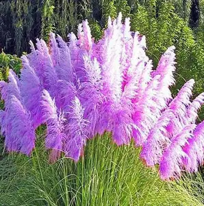 200 Purple Pampas Grass Seeds for Planting - Ornamental Grass seeds - Hardy Perennial Flower Seeds
