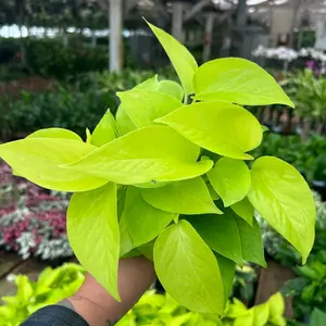 4” Neon pothos