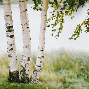 Paper White Birch Tree (3-Pack) - 18-24 in (LIVE)