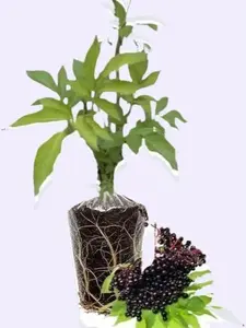 Elderberry tree Elderberry tree