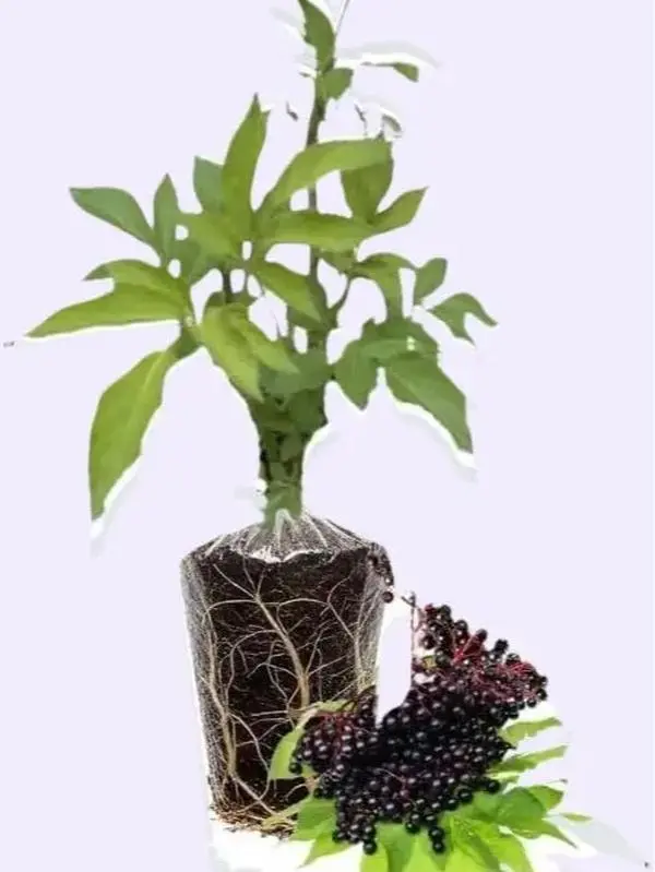 Elderberry tree
