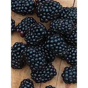 Apache Thornless Blackberry Plant