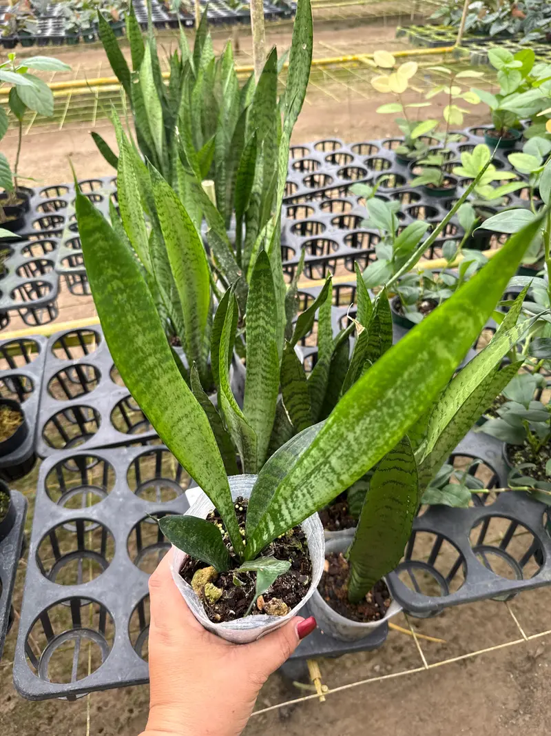 dracaena trifasciata common name - TikTok Shop