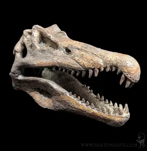 Faux Spinosaurus Mini Skull