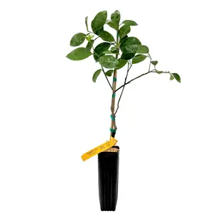 Orlando Tangelo Tree | Mandarin Grapefruit Hybrid, Sweet-Tart Juicy Citrus Flavor | Premium Indoor Outdoor Citrus Tree | No Ship CA AZ LA FL