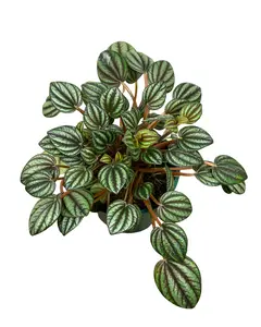 4" Peperomia Piccolo Banda – Live Plant
