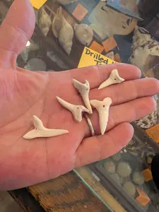 Drilled Mako Shark Tooth