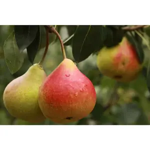 Dwarf Comice Pear Tree Bare Root Nocturnal Gardens