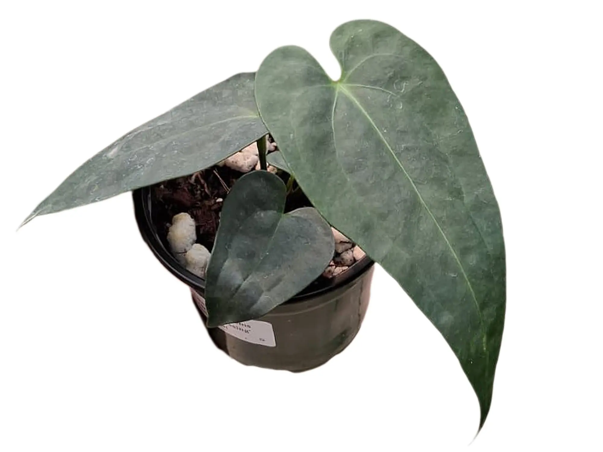 Anthurium Luxury Dreams 'Fantasy' 'Inverse crossing' x Anth. Pangui Night (seedling)