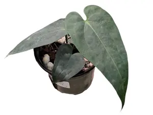 Anthurium Luxury Dreams 'Fantasy' 'Inverse crossing' x Anth. Pangui Night (seedling)
