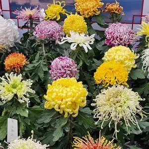 200+ Chrysanthemum Seeds - Non-GMO Bright and Bold Flowers for Stunning Fall Gardens, Borders, and Pollinator Spaces
