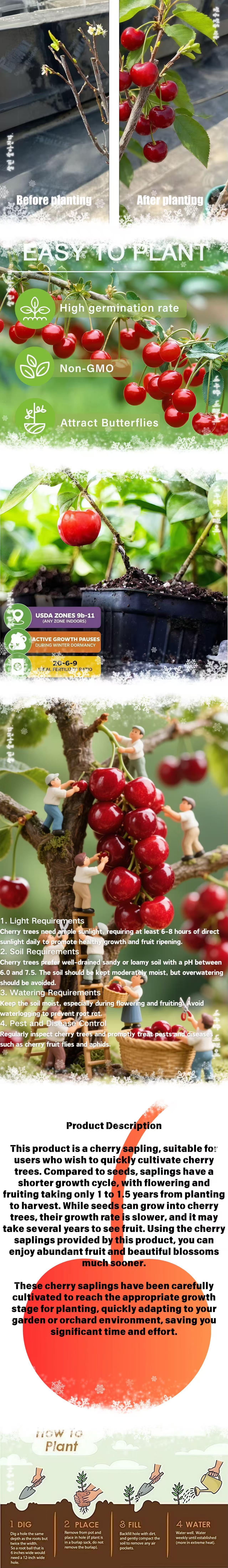 Live Grafted Cherry Tree Seedling Healthy Fruit Plant Sweet Cherry Variety Fast Growing Heavy Fruit Bearing Strong Root System High Survival Rate Easy To Grow For Home Garden Outdoor Yard Balcony Patio Fruit Tree Live Plant