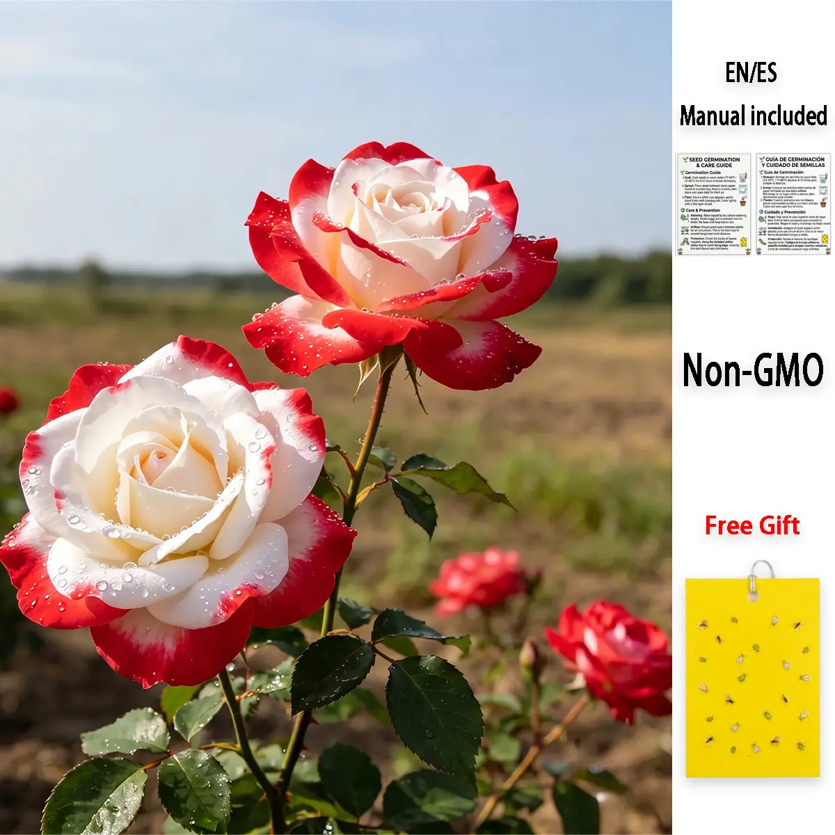 Rose Seed Pack - Grow Your Own Beautiful Roses at Home, Perfect for Gardeners