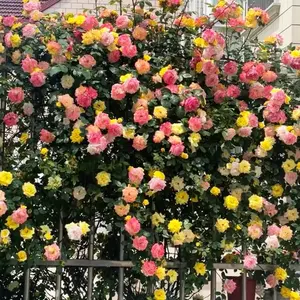Garden Climbing Hydrangea & Cold-Resistant Fragrant Rose Seeds | Self-Clinging Vine & Flower Seeds | Outdoor Planting with Random Colors