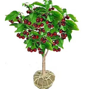 Cherry Tree Live Plant for Planting, Easy Grow Outdoor Fruit Tree for Home Garden & Backyard