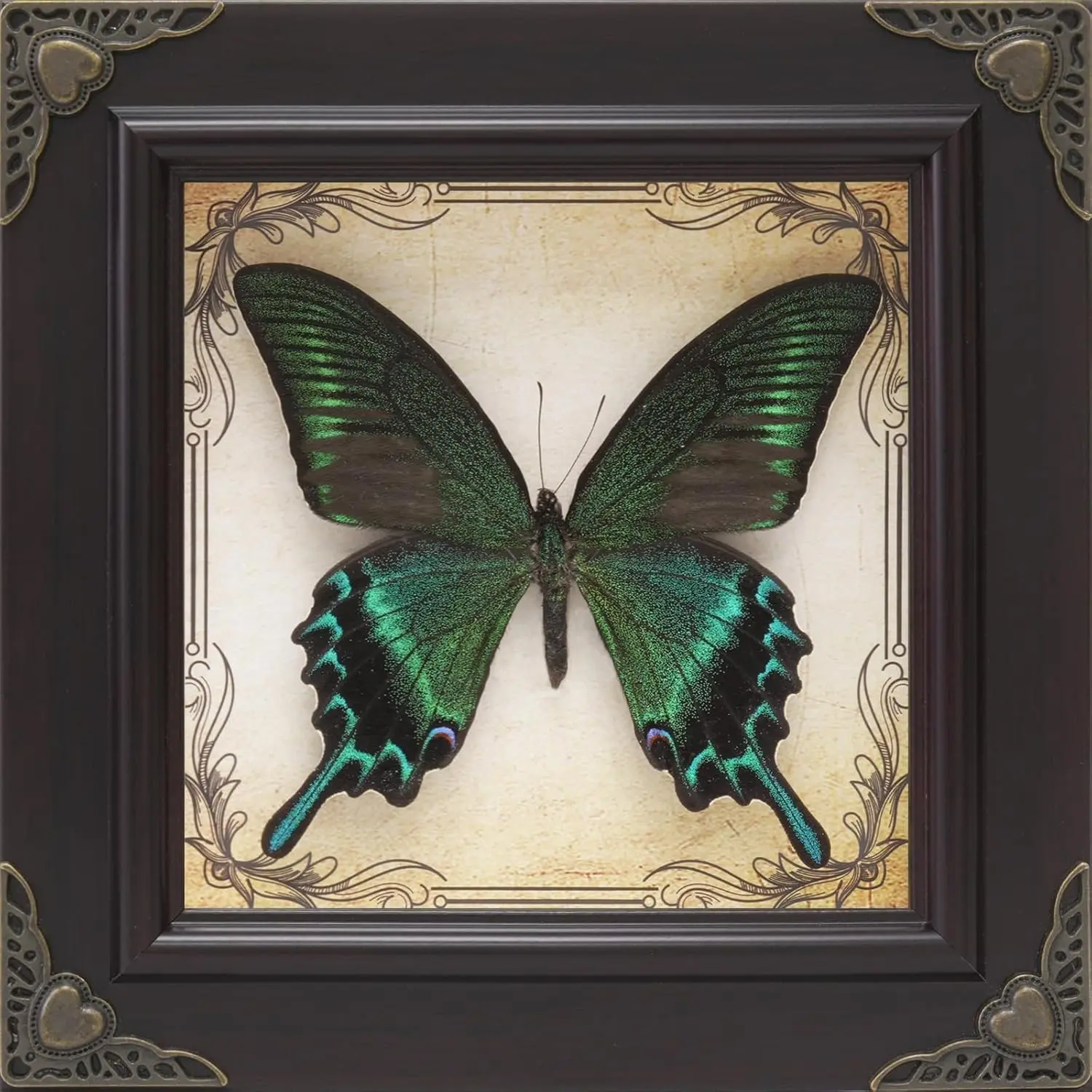 Handmade Real Butterfly Framed with 5 Pieces Gift Set - Gothic Home Decor and Vintage Frame - Butterflies Taxidermy Shadow Box Collection (Green-Banded Queen Butterfly)