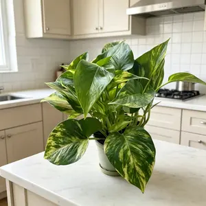 LZ03 Golden Pothos Live Plant – 4 Inch Pot Devil’s Ivy Indoor Houseplant | Easy Care Trailing Foliage Plant for Home & Office | Beginner Friendly Indoor Gardening Plant | Natural Green Decor for Living Spaces rare collector garden