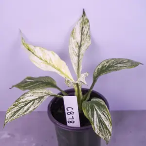 Spathiphyllum Mint Live Plant 4” Pot | Peace Lily | Low Light Plant