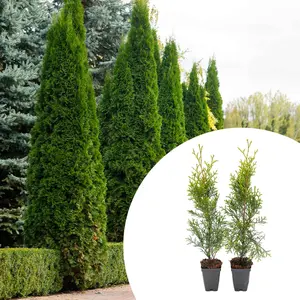 2 Emerald Green Arborvitae Saplings in 3.5” Cubes | Live Evergreen Privacy Tree for Dense Landscaping Screens (Thuja occidentalis 'Smaragd')