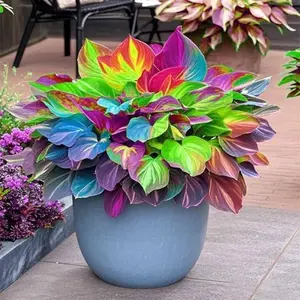 800 Hosta Seeds | Hardy Perennial Ground Cover for Shade & Stunning Foliage  Create a lush, low-maintenance garden with hardy perennials perfect for shaded spots. Enjoy vibrant, decorative foliage year-round—ideal for ground cover and beginner gardeners