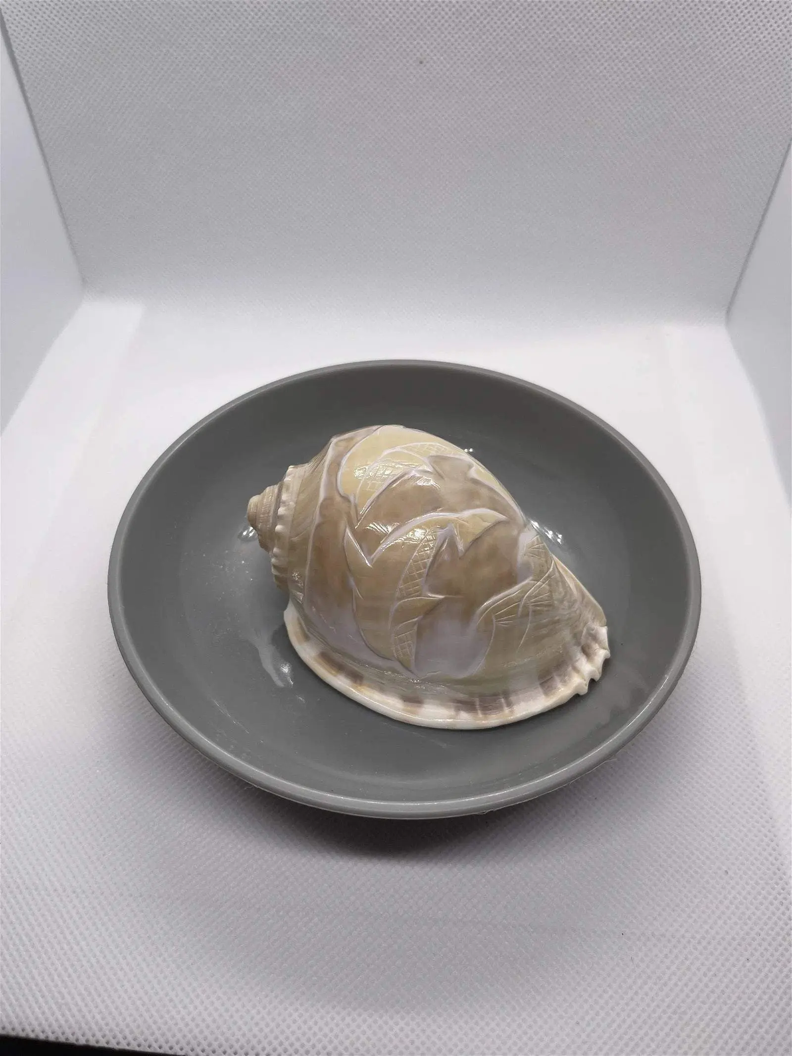 Large Carved Bonnet Shell Design Sealife 3.75 - 4". Opening size : 1"